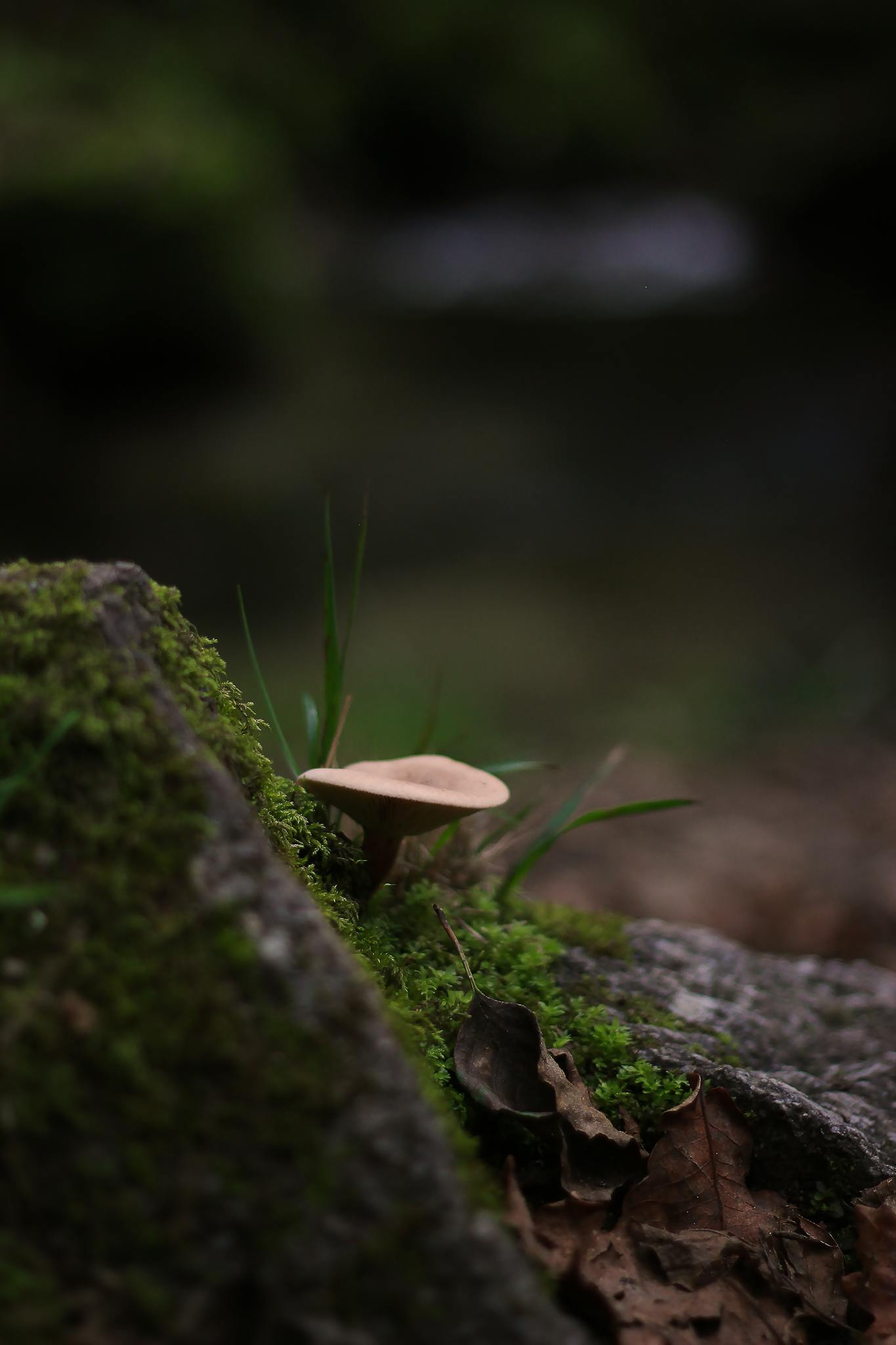 Close-up of a lone mushroom on mossy rock in a tranquil forest scene.