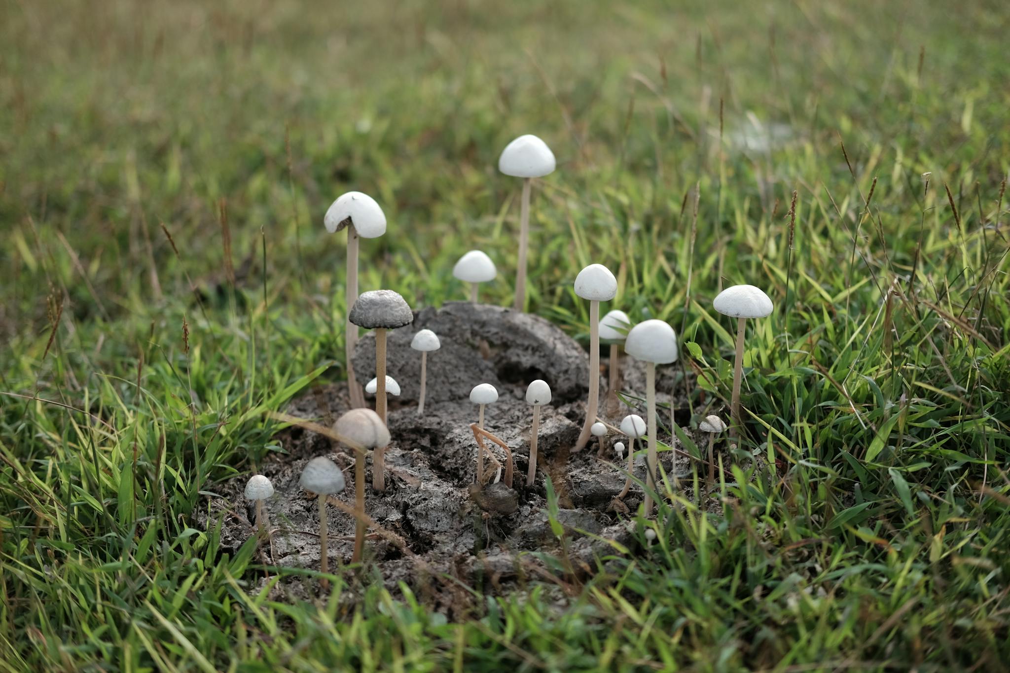 Close-up of wild mushrooms growing in a lush meadow, showcasing natural beauty.